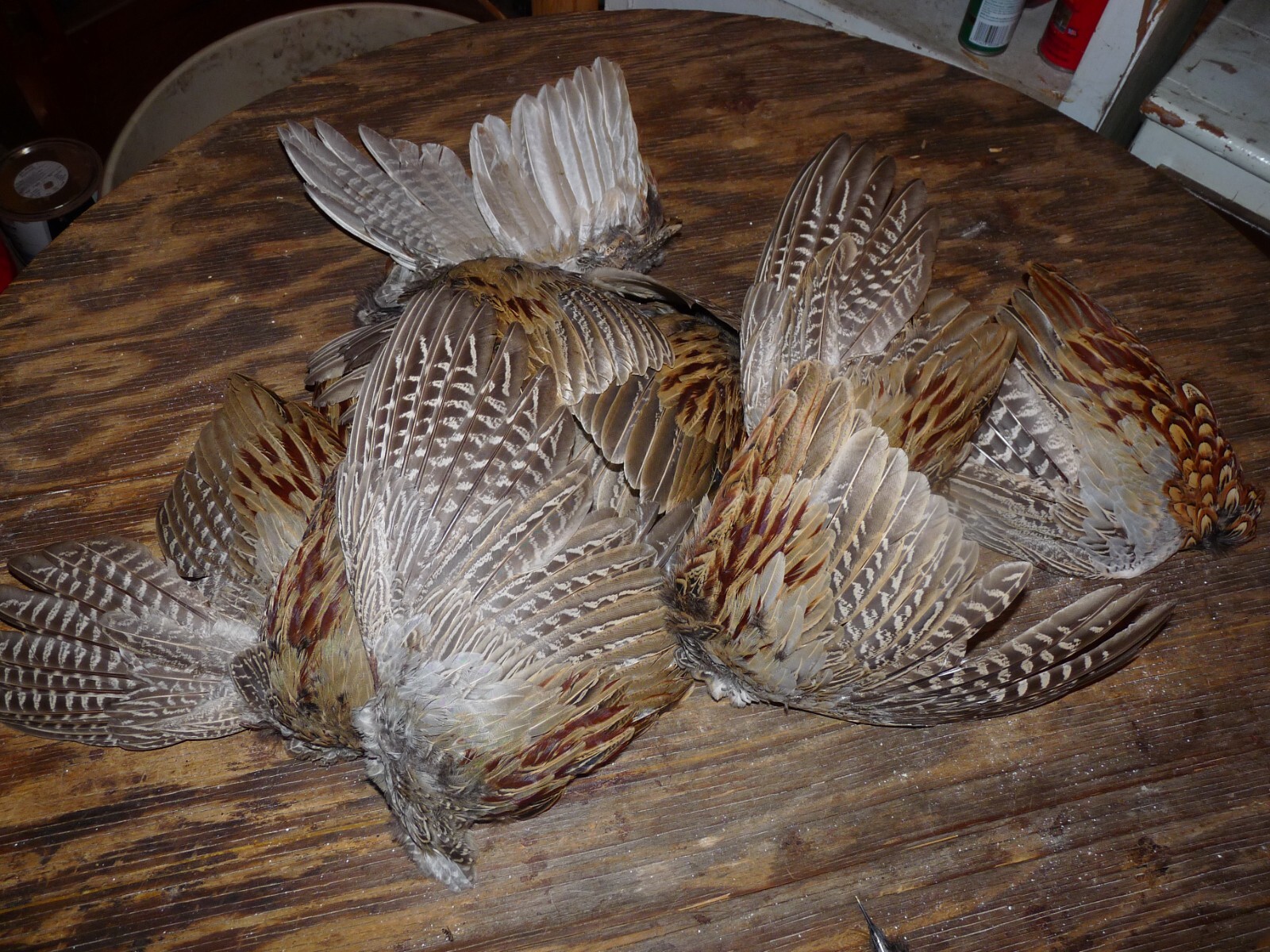 4 Beautiful fanned Pheasant wings  2 PAIRS  for crafts dog training NATIVE FAN