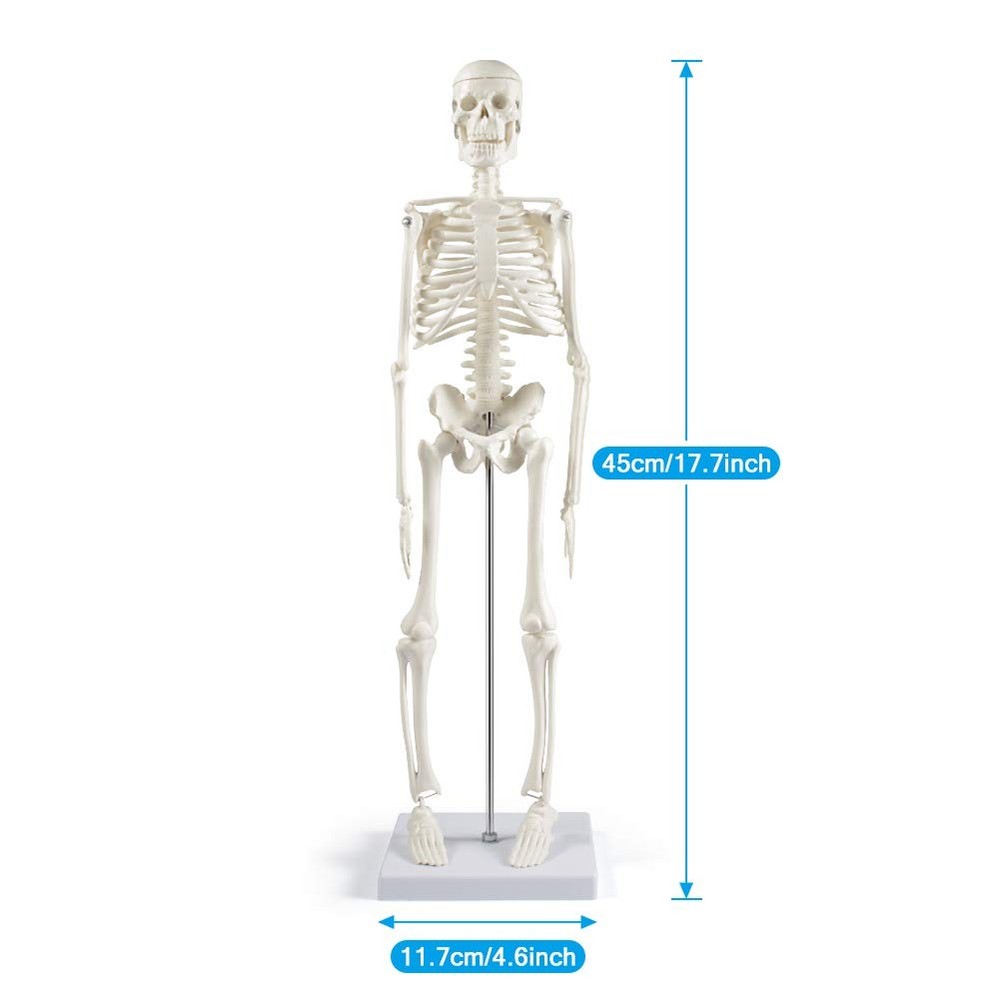 17" Human Skeleton Model with Movable Limbs for Anatomy Study & Display