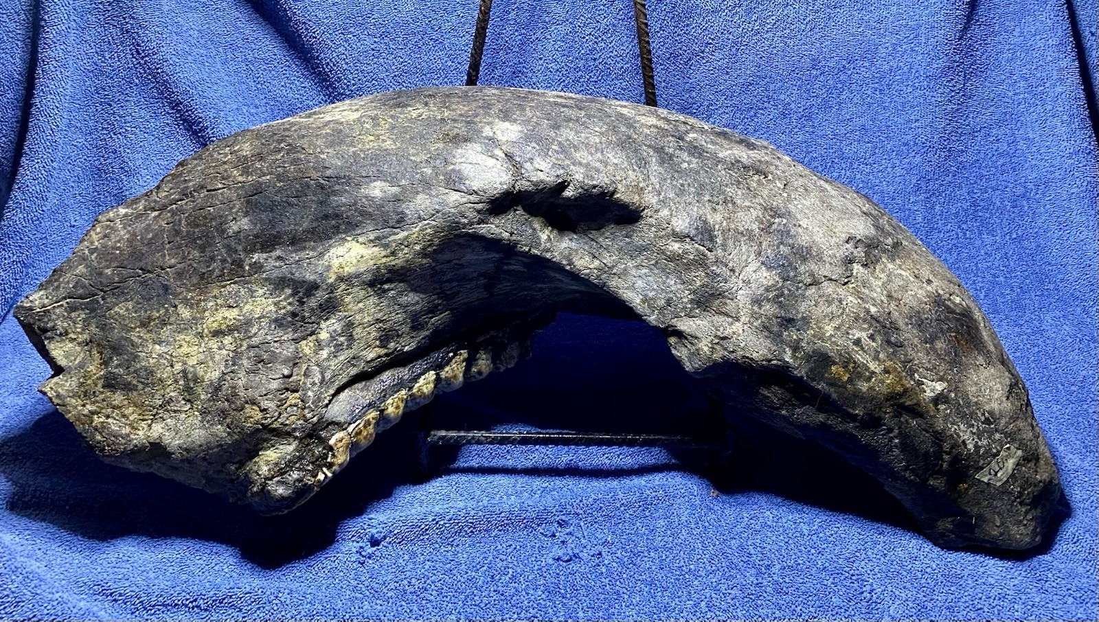 Stegodon Jaw Fossil, Lower Jaw, Indonesia Ice Age