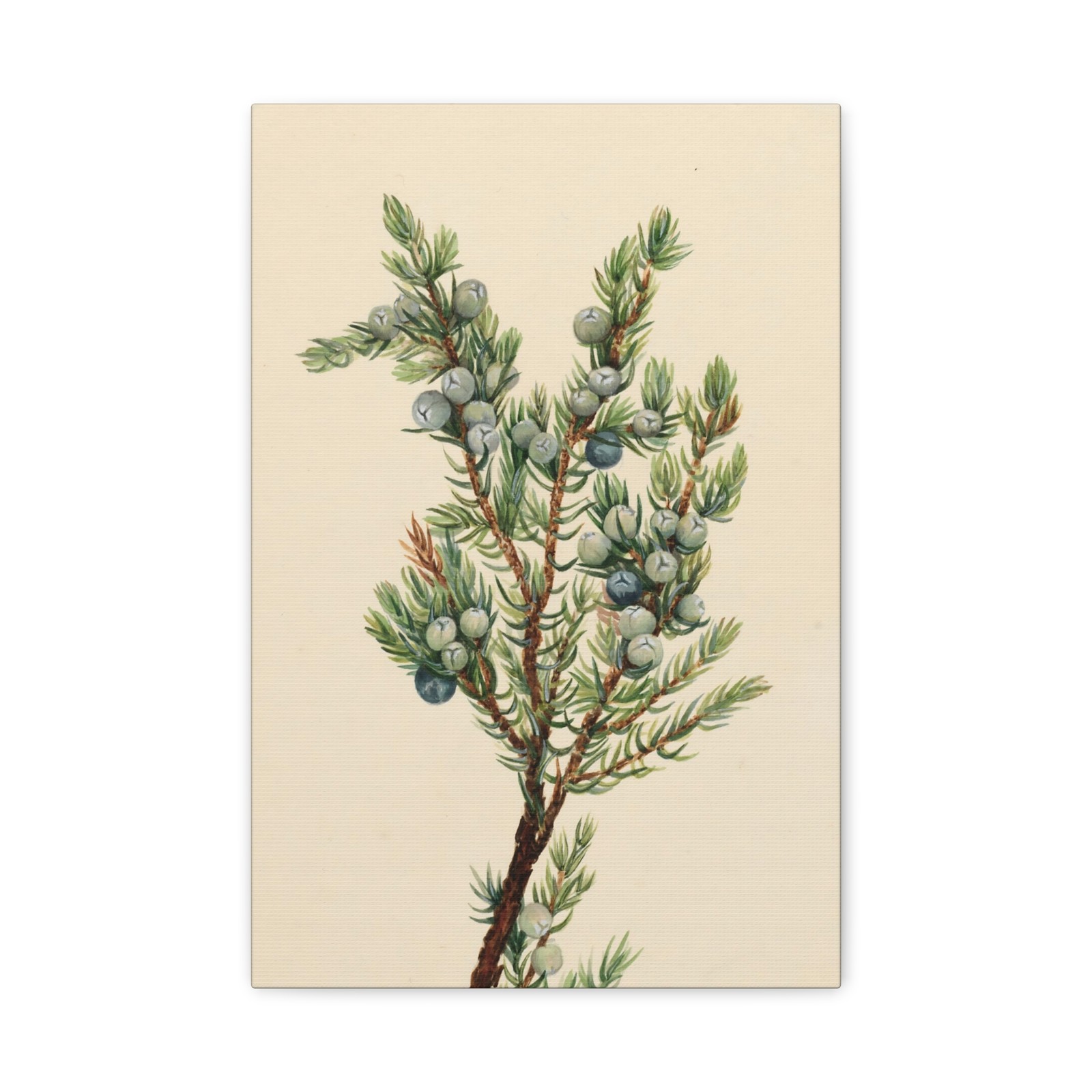 Mary Vaux Walcott - Mountain Juniper (Juniperus sibirica) - Canvas Wall Art