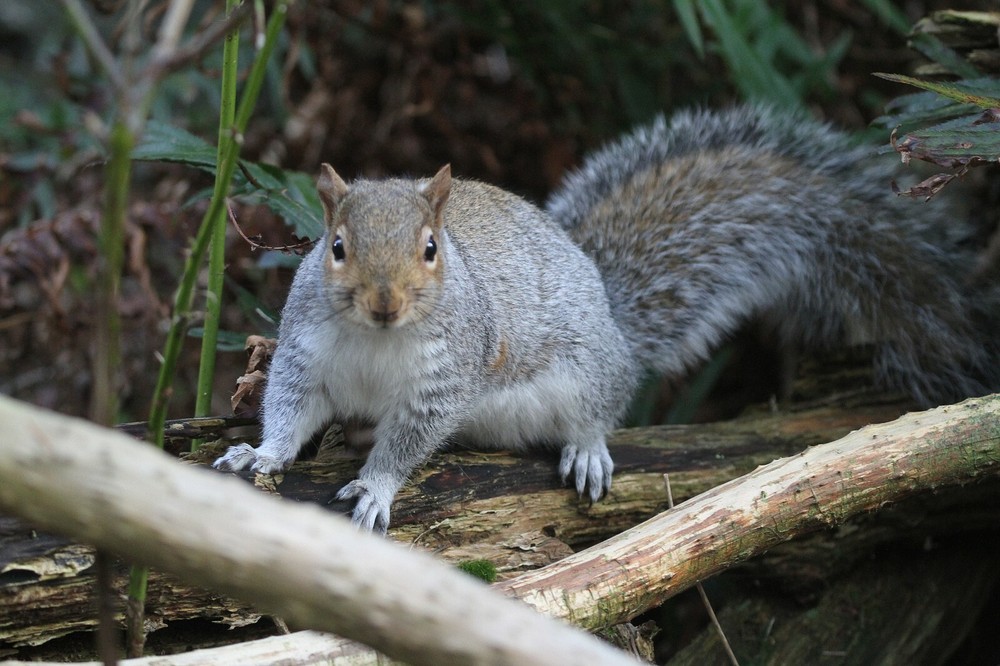 Gray Squirrel Taxidermy Reference Photo Cd