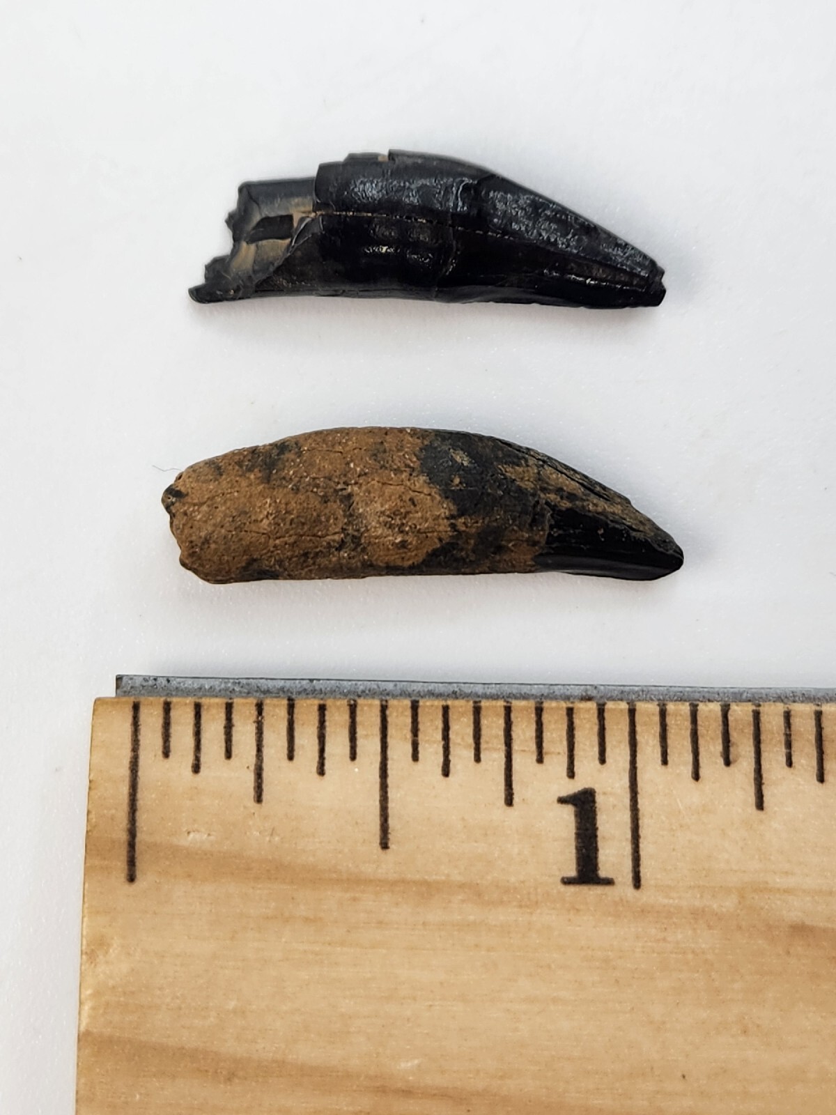 Raccoon Rooted Upper Canine Tooth Fossil - Florida Pleistocene - 1 Per Purchase