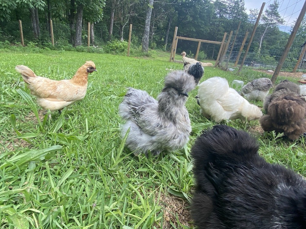12 Bearded Silkie Hatching Eggs
