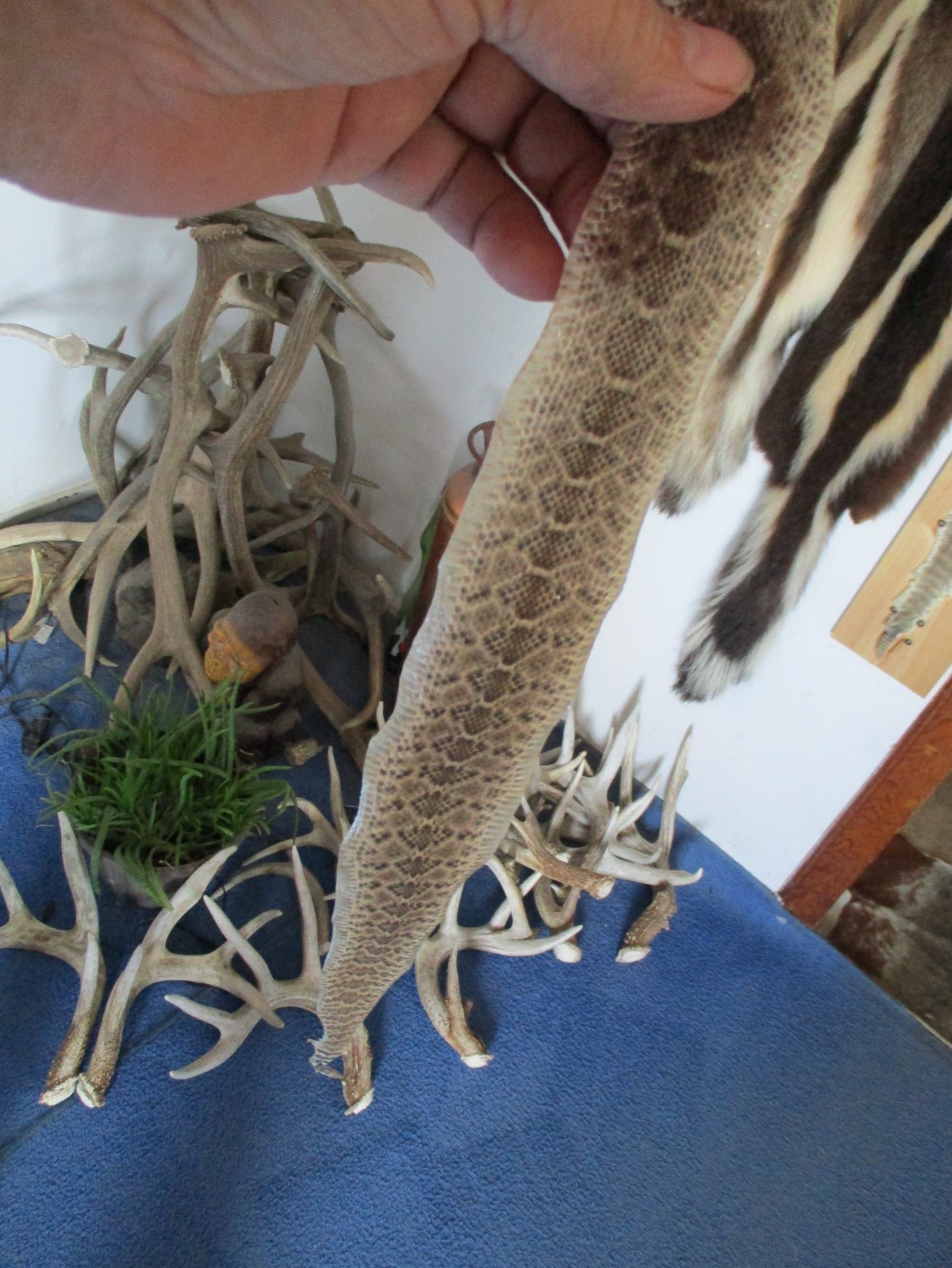 rattlesnake skin diamond back rattle snake skin DRY TANNED wrap blanks 21 in. P1