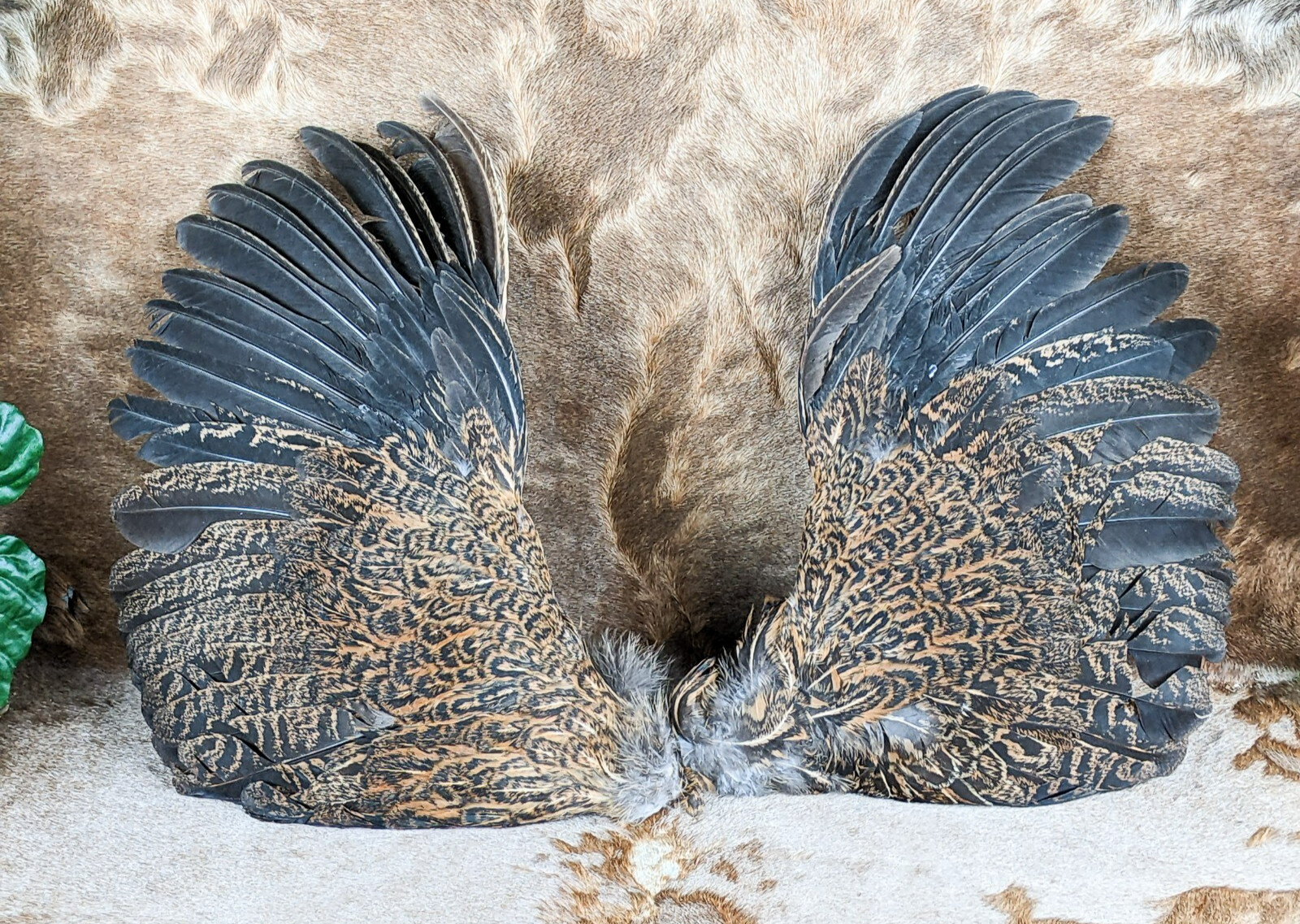 13" Chicken Rooster Brown/Grey Wings Taxidermy curiosity Craft Bird Feather gift