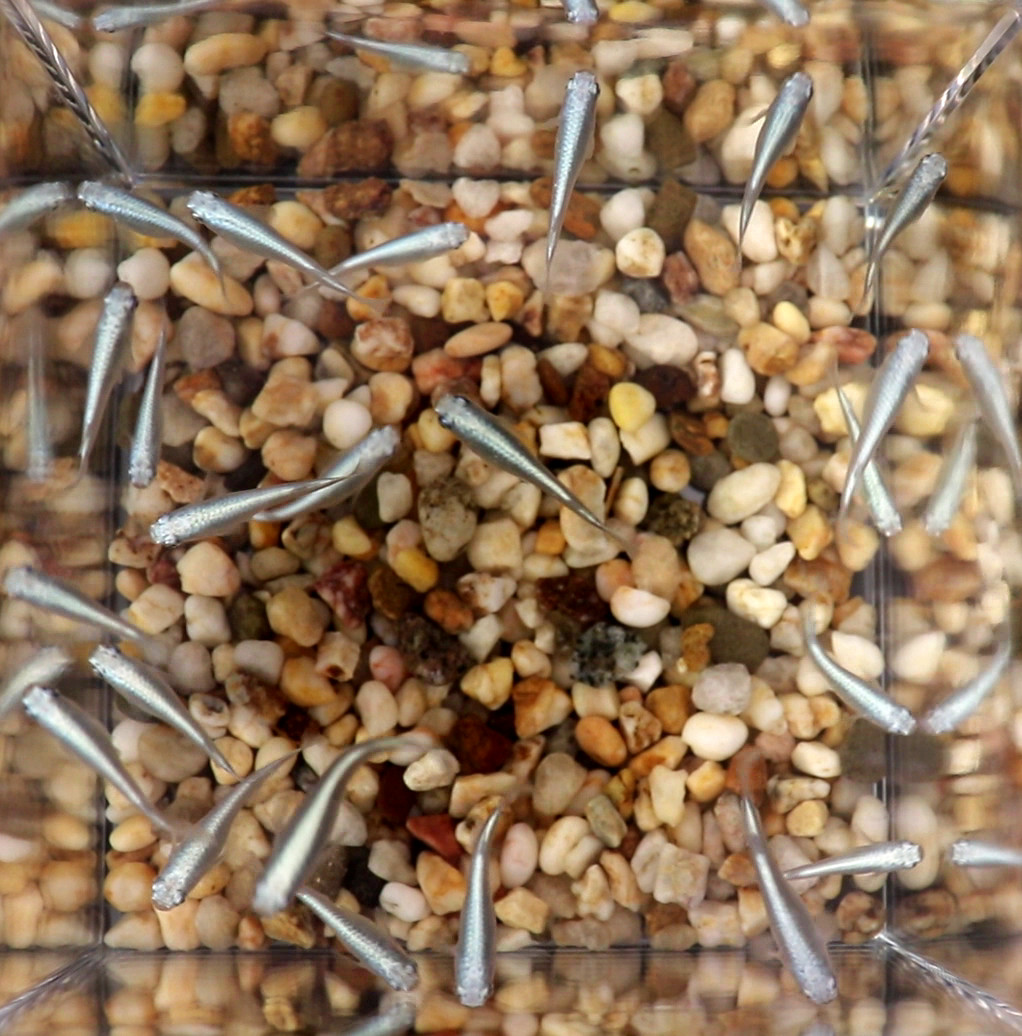 Special For Eggshapedcat, 8 Platinum Blue Miyuki