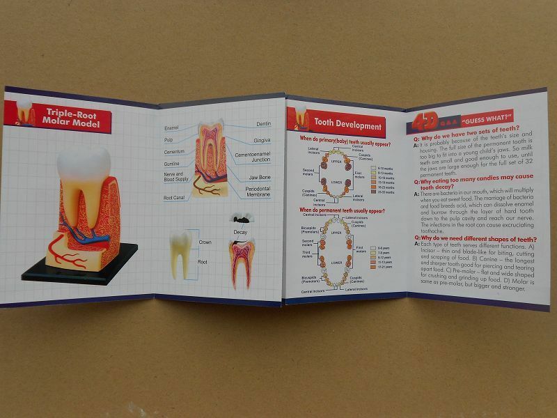 4D Human Triple Root Molar Tooth Anatomy Study Series 3D Teeth Model Education