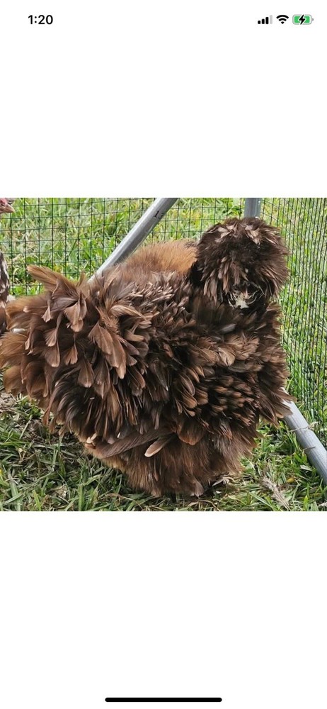 12 Bearded Silkie Hatching Eggs