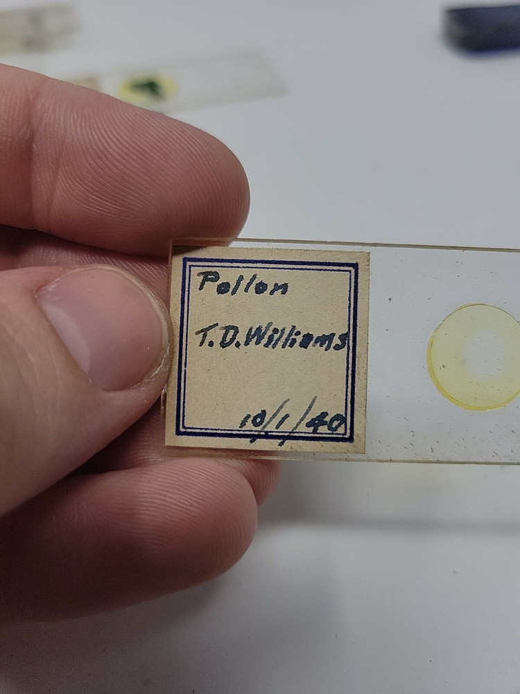 Vintage Microscope Slide 1940