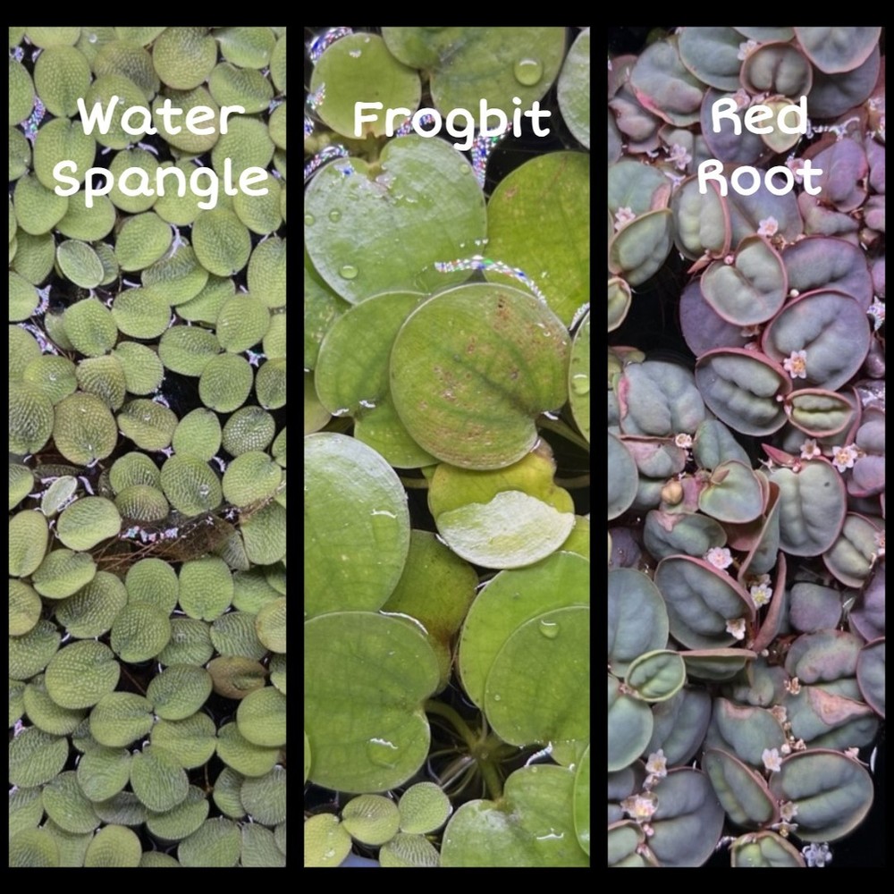 Live Floating Aquarium Plants - Water Spangle Frogbit  Red Root Floaters