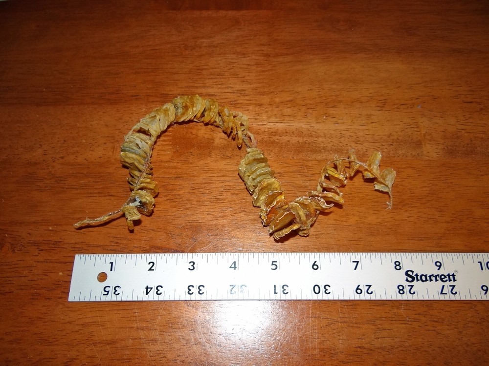 Whelk Egg Case Casing Natural Specimen - Nautical Sea Shell/Beach Decor