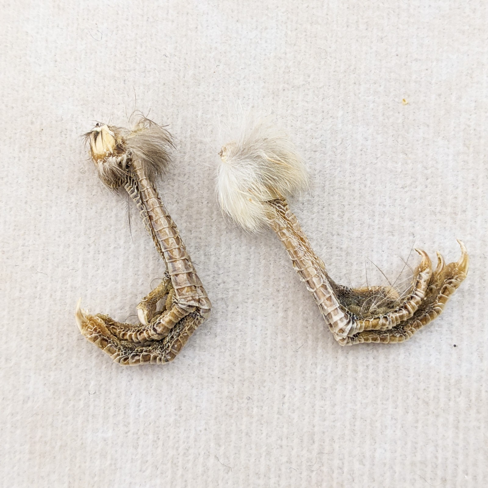 Society Finch Feet Pair Taxidermy Crafts Repairs bird foot claw oddity curiosity