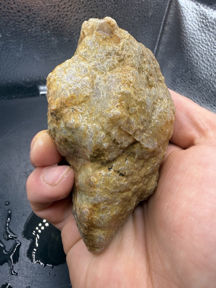 Ancient Fossilized Indiana Geode Ammonite Agate 2,150 Carats