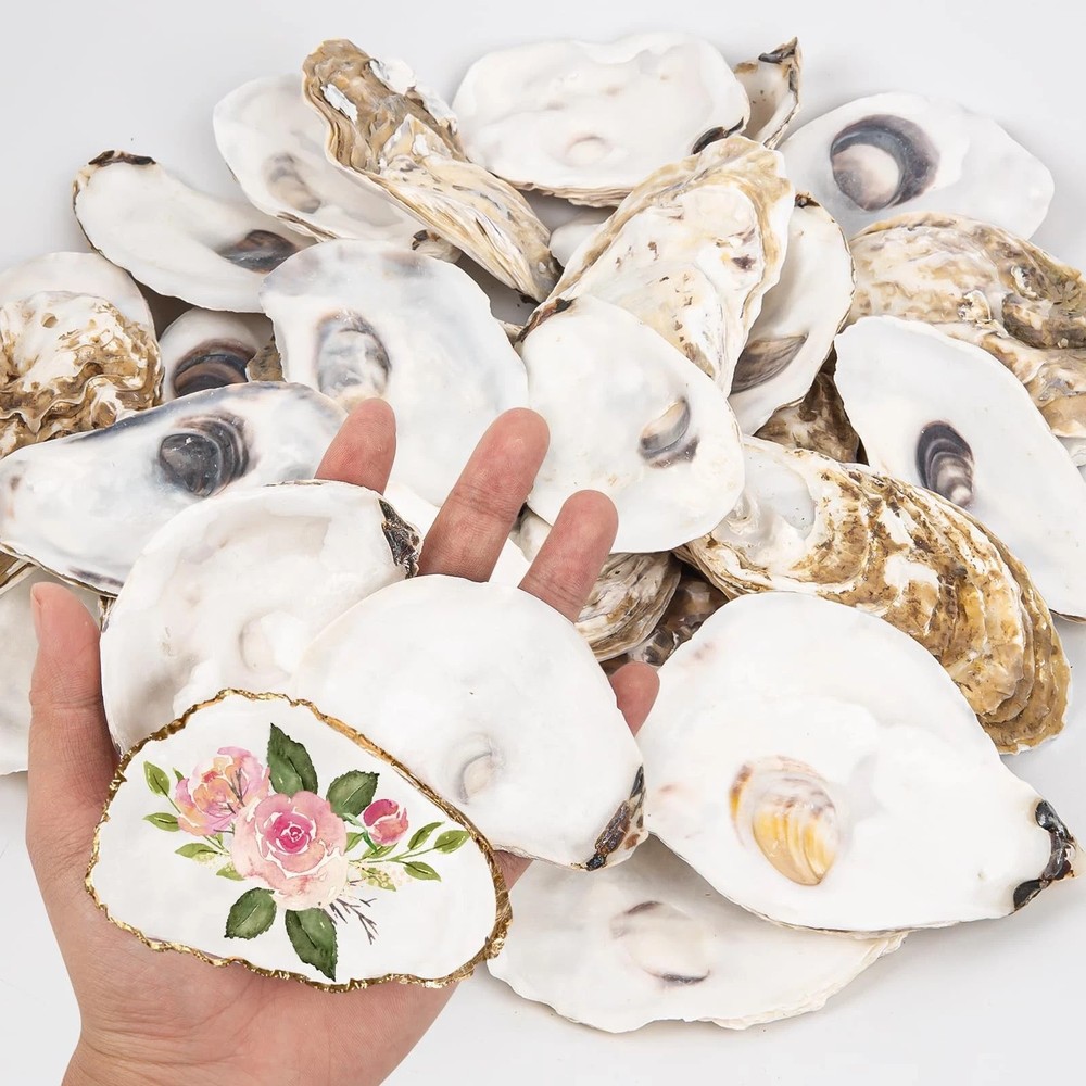 20 PCS Natural Oyster Shells 34 Inch Medium Disk Shape Bulk Crafts Vase DIY
