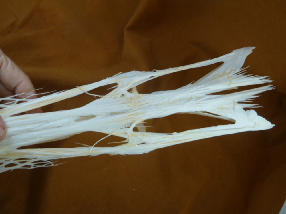 W3-q) 24" Paddlefish skeleton head bill Polyodon spathula spoonbill paddle fish