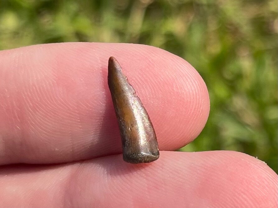 Enchodus Fossil Fish Tooth Fang Texas Cretaceous Age Ozan Formation
