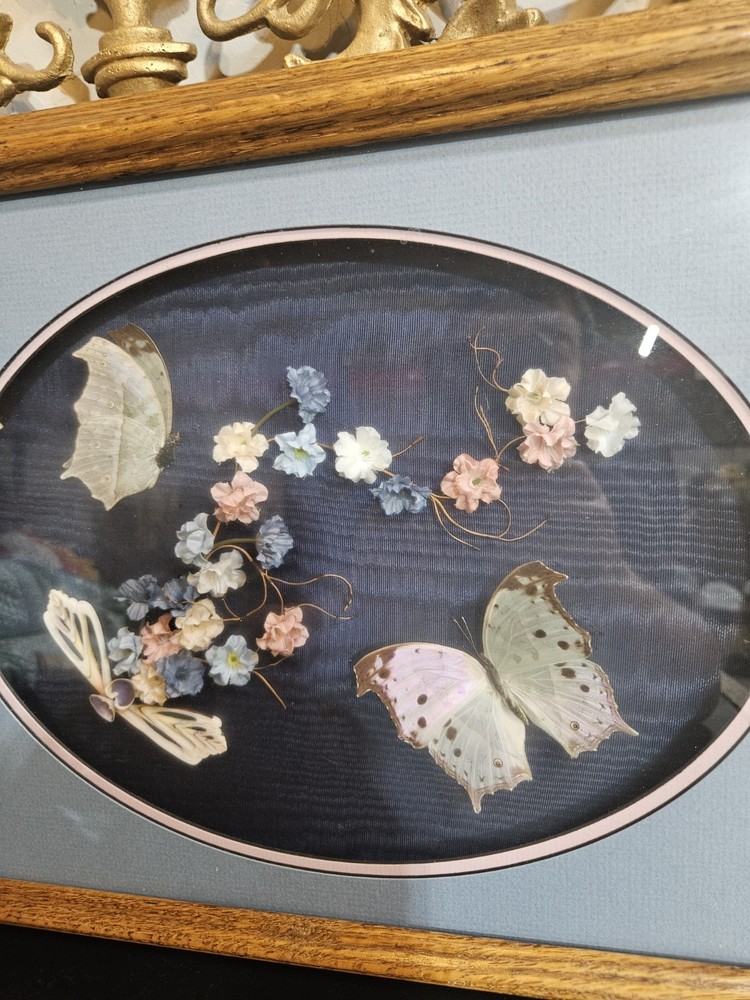 Butterfly And Shell Framed Art