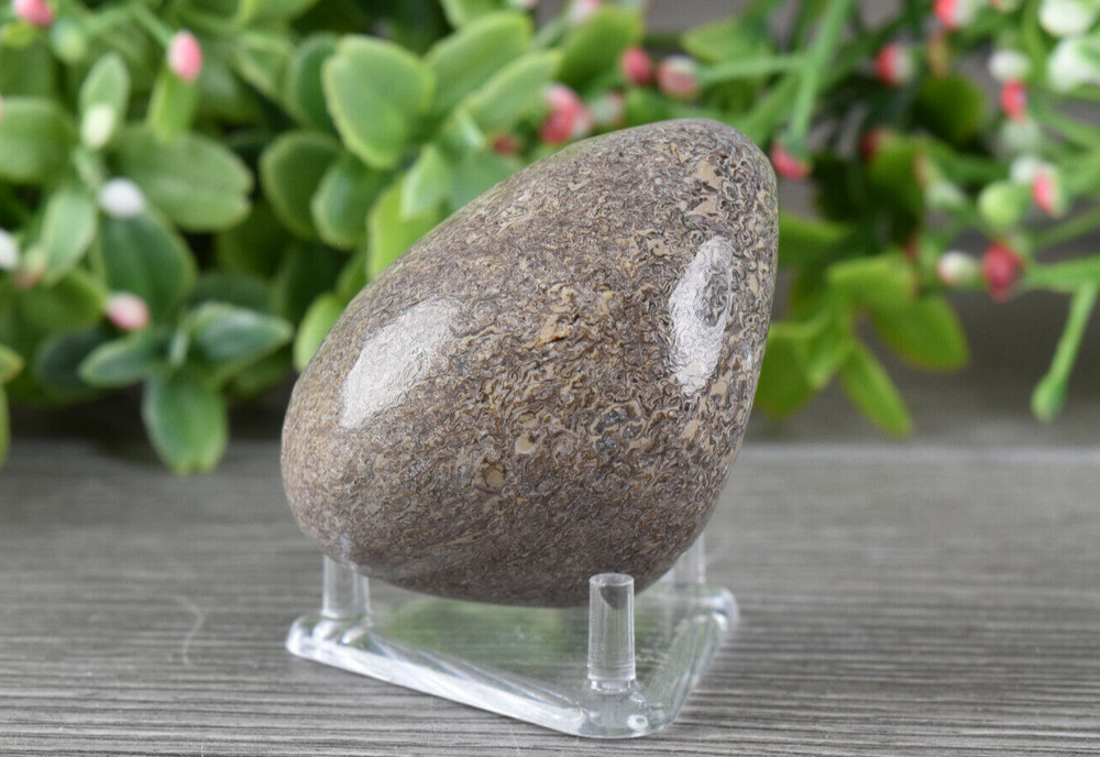 Polished Dinosaur Bone from Morocco  4.3 cm # 19871