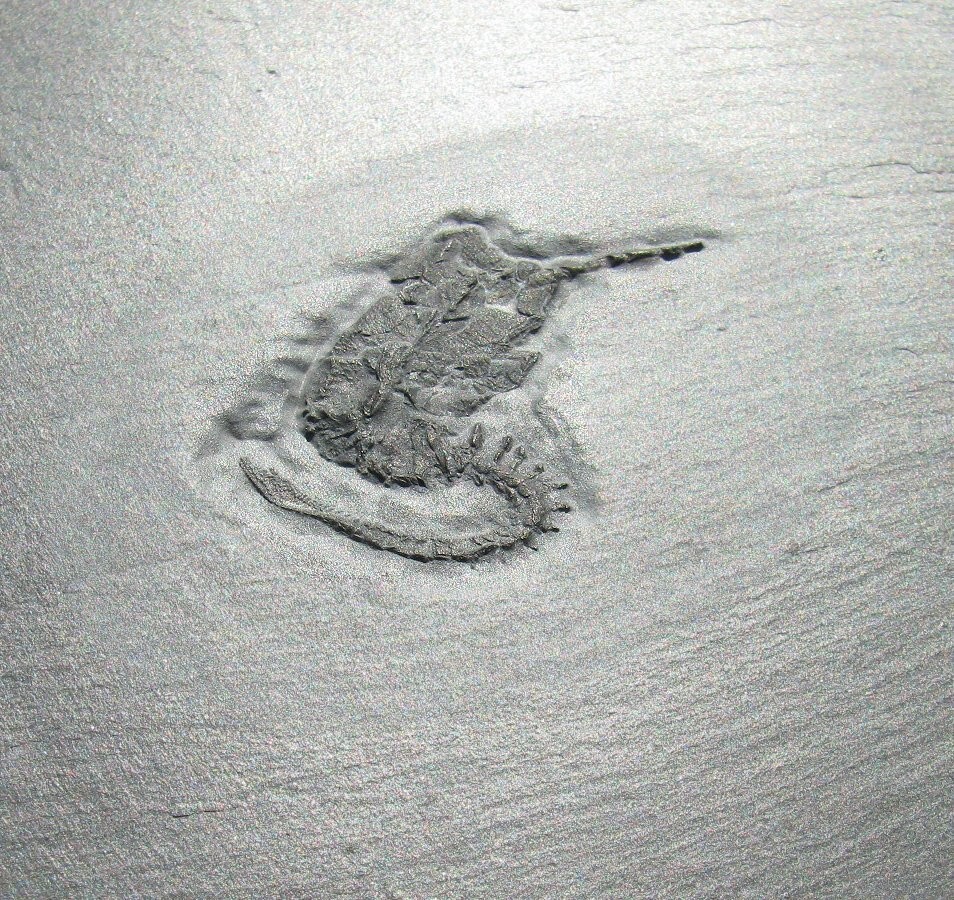 RARE, DETAILED DEVONIAN RHENOCYSTIS CARPOID FOSSIL FROM GERMANY - BUNDENBACH!