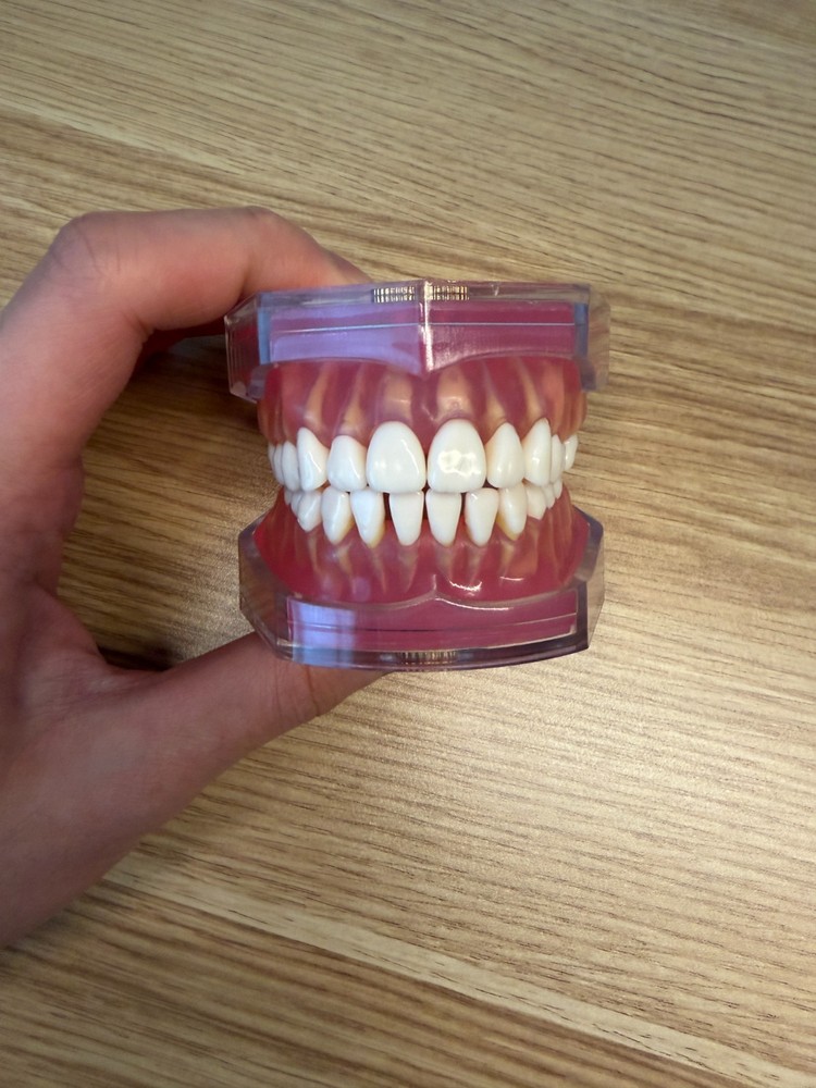 Dental Study Model Removable Teeth Soft Gum Typodont Student Practice Teaching