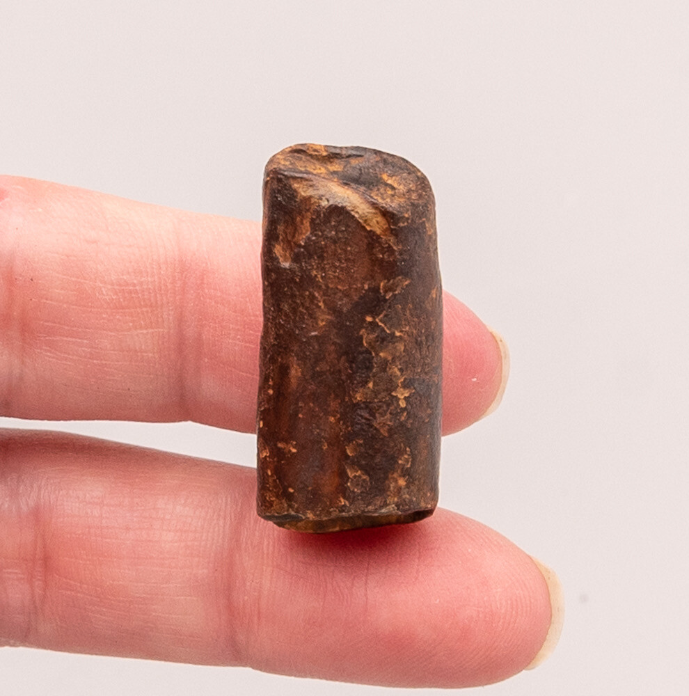  Fossil Megalonyx  Sloth Tooth  Florida   1874