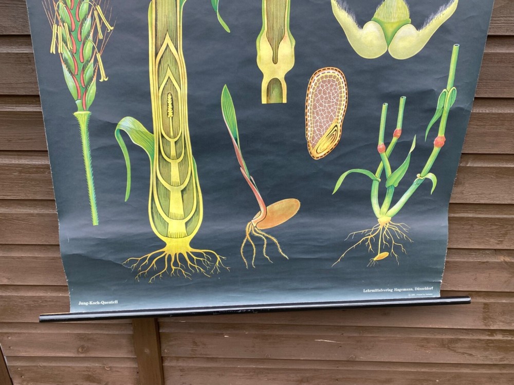VINTAGE BOTANICAL SCHOOL PULL DOWN CHART OF A RYE PLANT