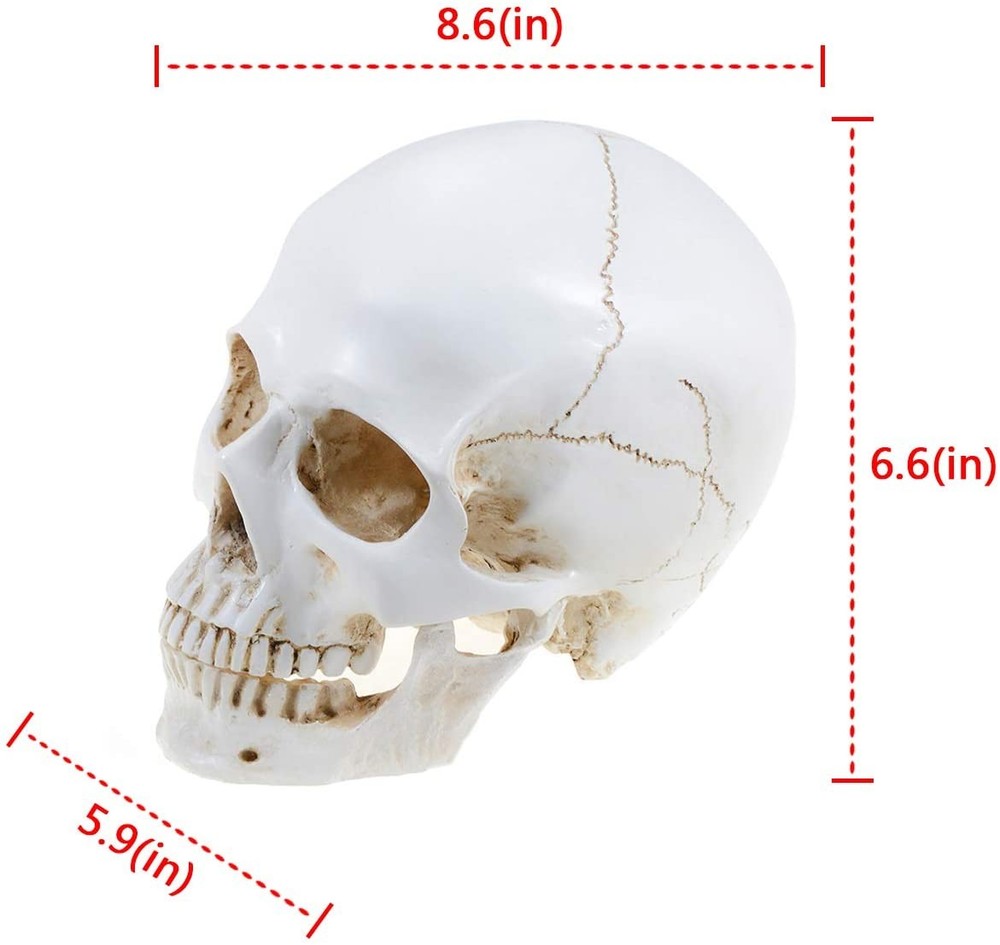 Large Size Retro Removable Human Skull Model Anatomical Teaching Skeleton Head