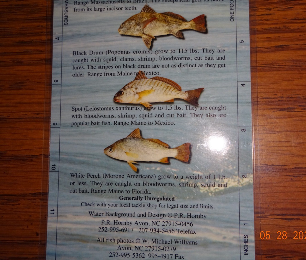 Atlantic Surf - Fish Guide, Species Quick Ref Guide, 12"x5", 2-Sided, Waterproof