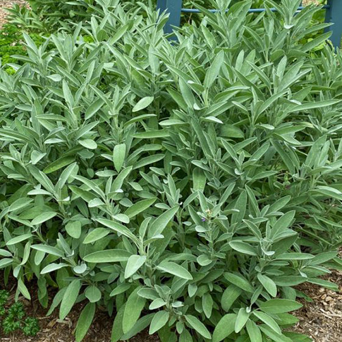 Extrakta Sage Seeds | Heirloom / Non-GMO | Free Shipping | Herb Seeds | 1168