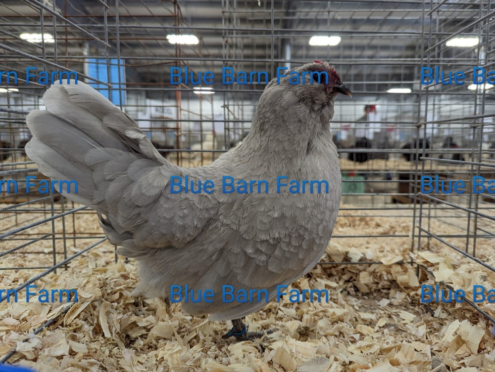 8 Asstd Bantam Hatching Eggs Mille Fleur d'Uccles, Self-Blue, Porcelain d'Anvers