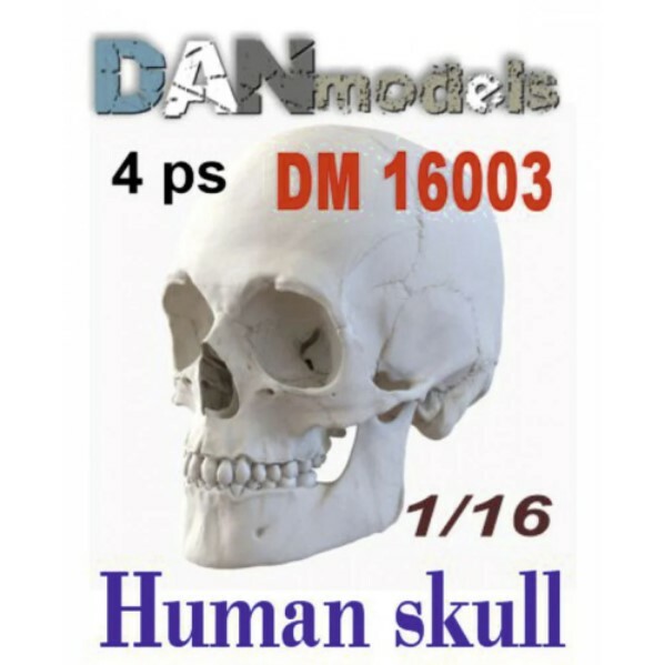 Dan Models 16003 Human skulls. 4 things 1/16