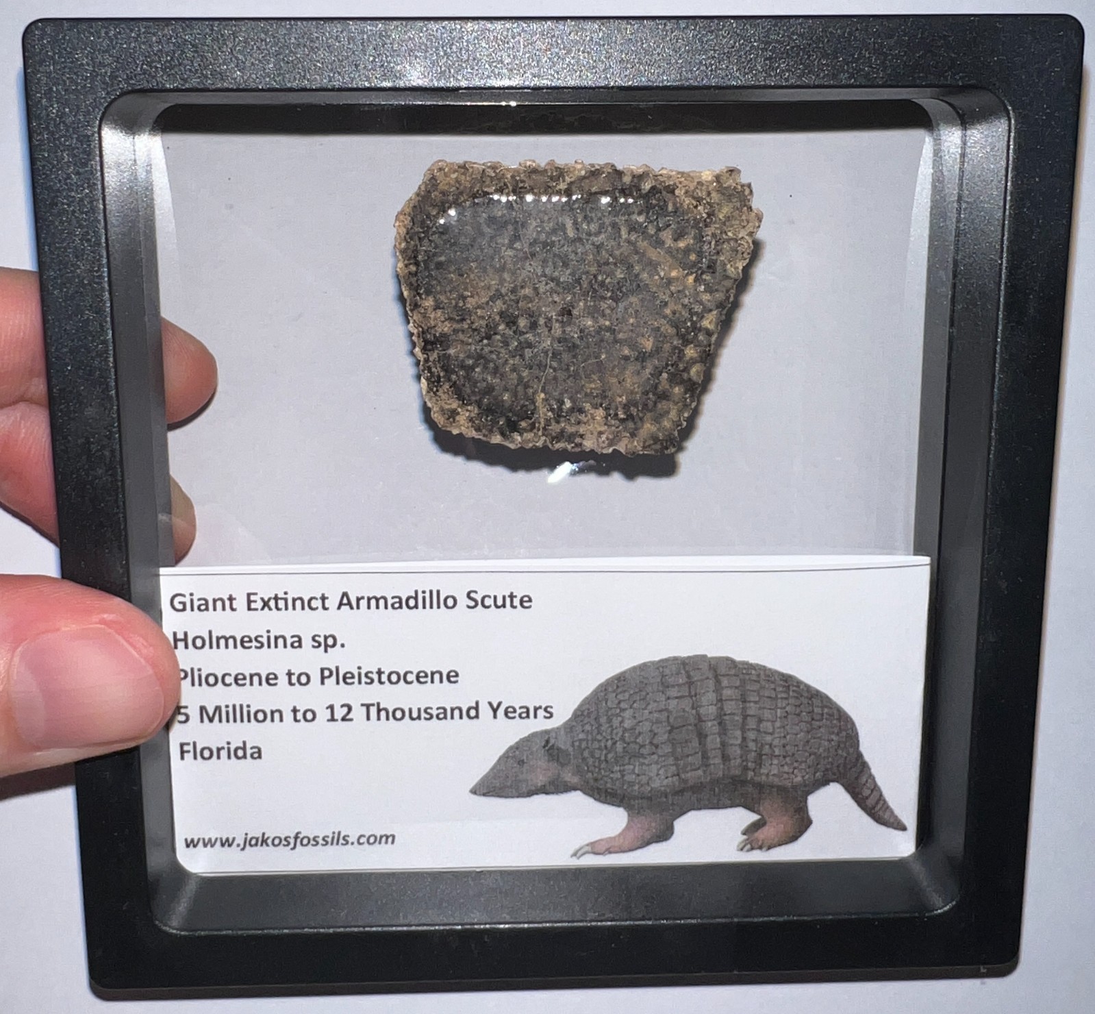 RARE Ice Age Fossil HOLMESINA GIANT ARMADILLO Scute Bone Armor Lot ONE PER ORDER