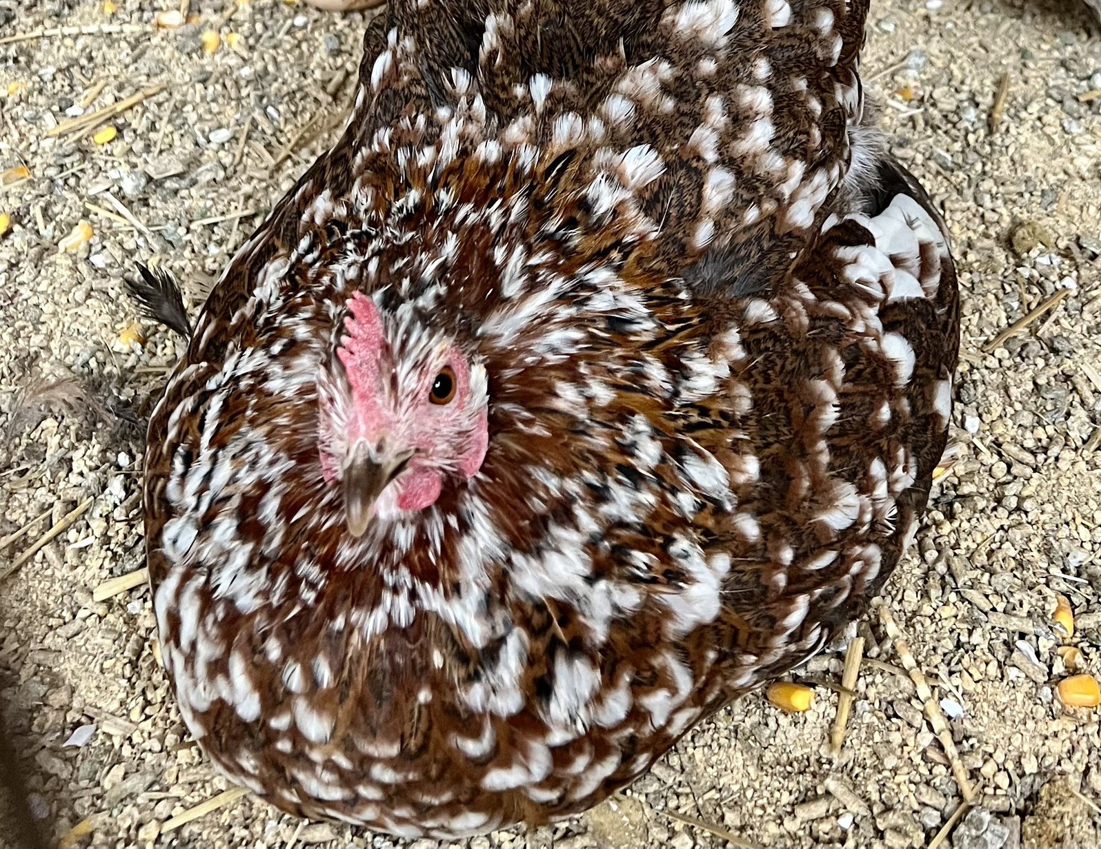 Dozen Mille Fleur Bantam Cochin Eggs