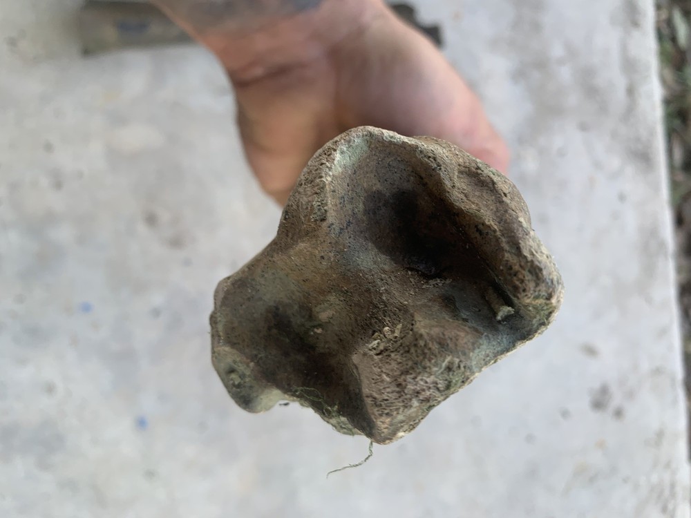 Fossilized Bison Bones