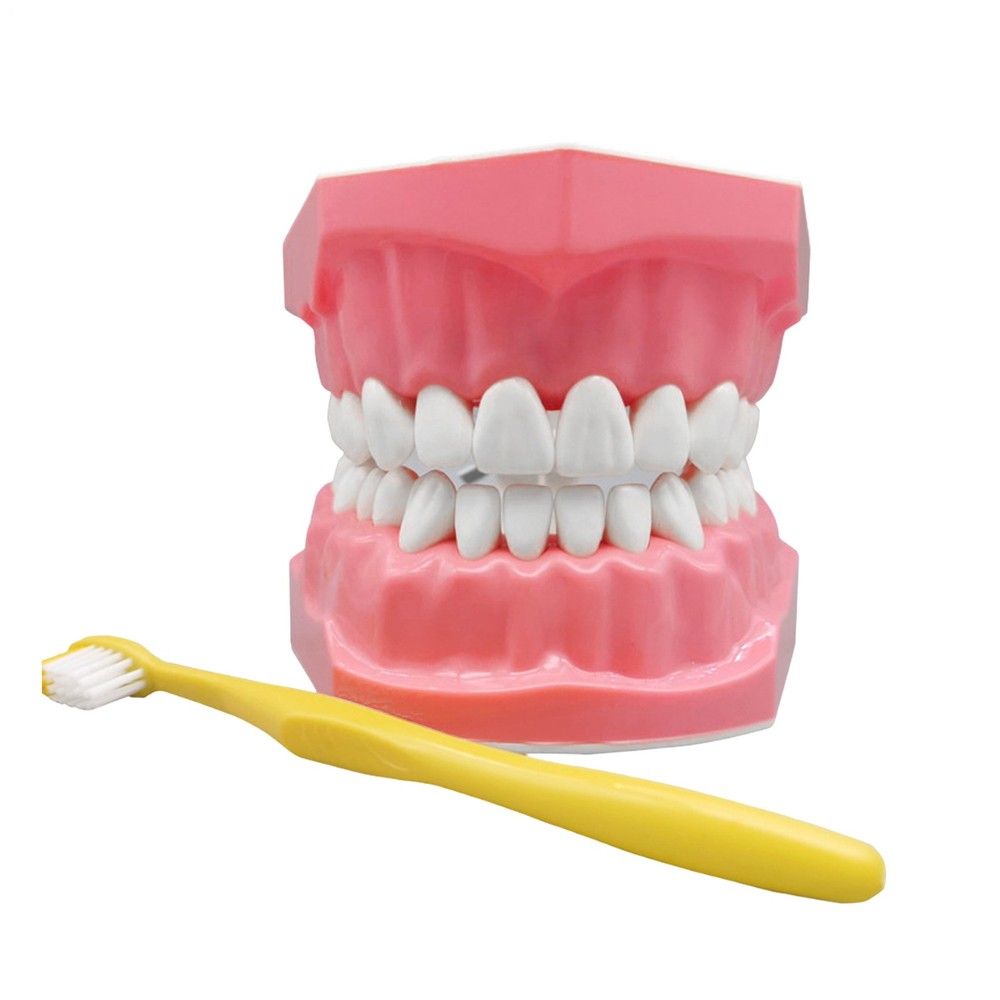 Interactive Tooth Brushing Model for Educational Training with Toothbrush