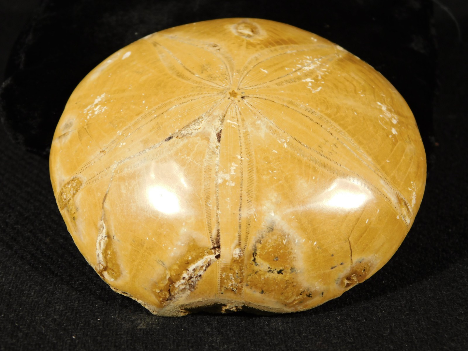 Big! Polished 150 Million Year Old! SAND DOLLAR Fossil Madagascar 198gr