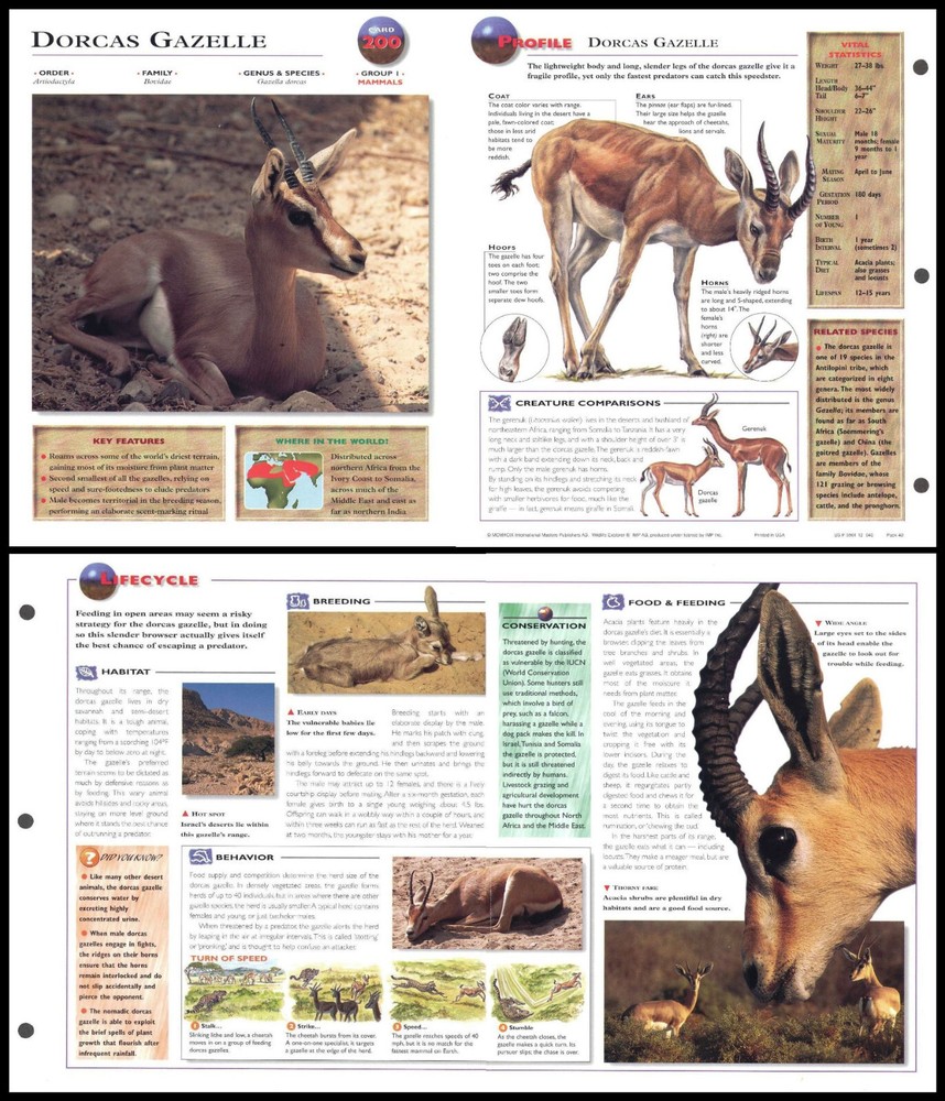 Fold-Out Sheet - Dorcas Gazelle - 200