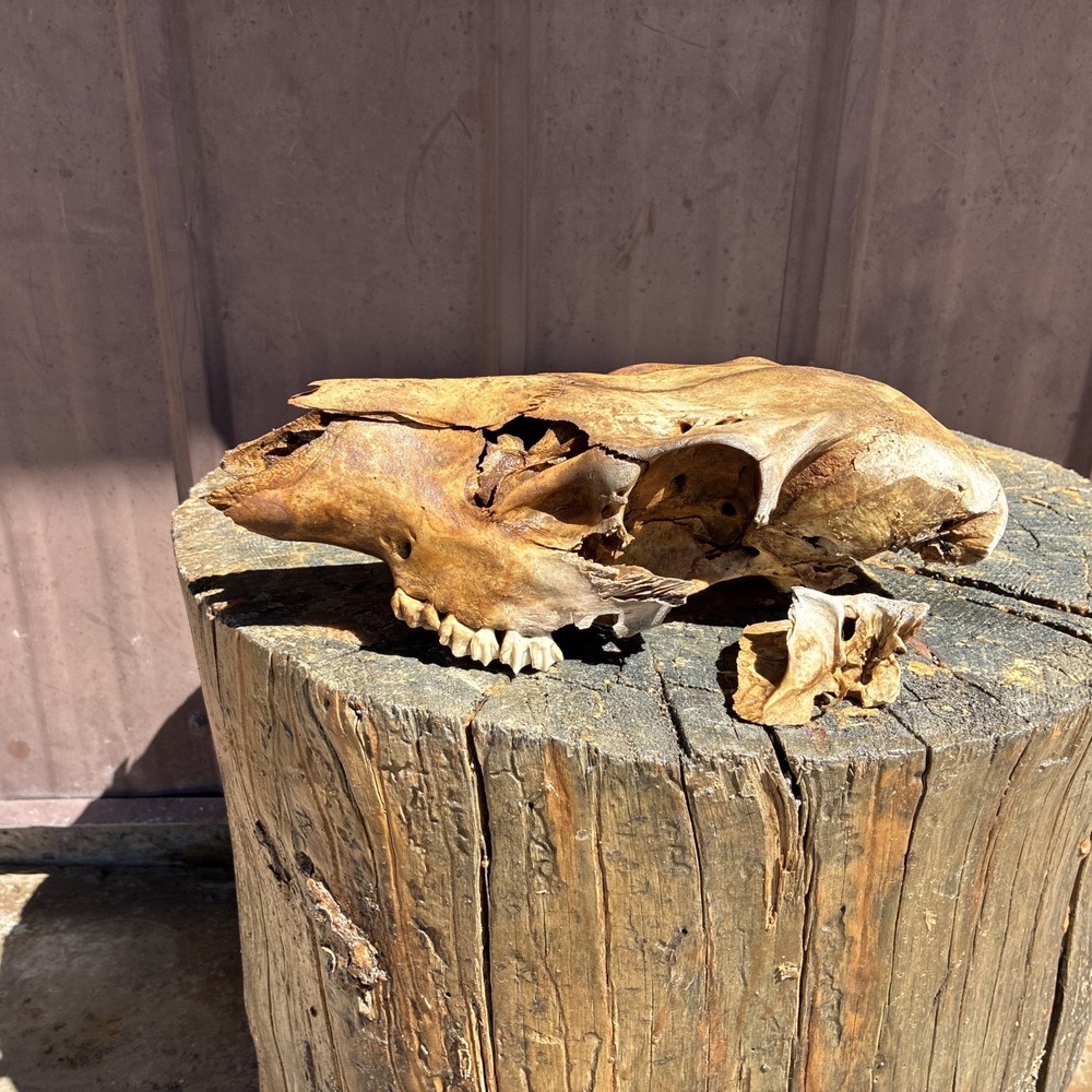 Mule Deer Skull Large Animal Doe Mule Deer