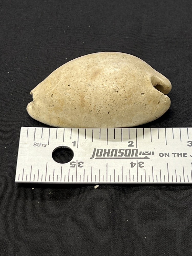 EXTINCT Fossilized COWRIE Shell From Central Florida - Pliocene Era.