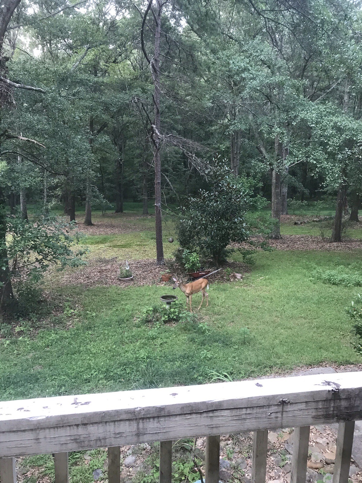 10 lbs Georgia ”FATWOOD FUEL” Kindling Firewood Lighter Ocote Chez JonesTHE BEST