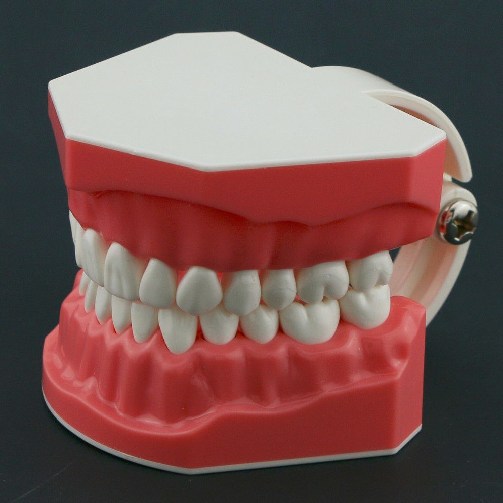 US Dental Teeth Model Brushing Flossing Studying Practice Teaching Model 7010-1