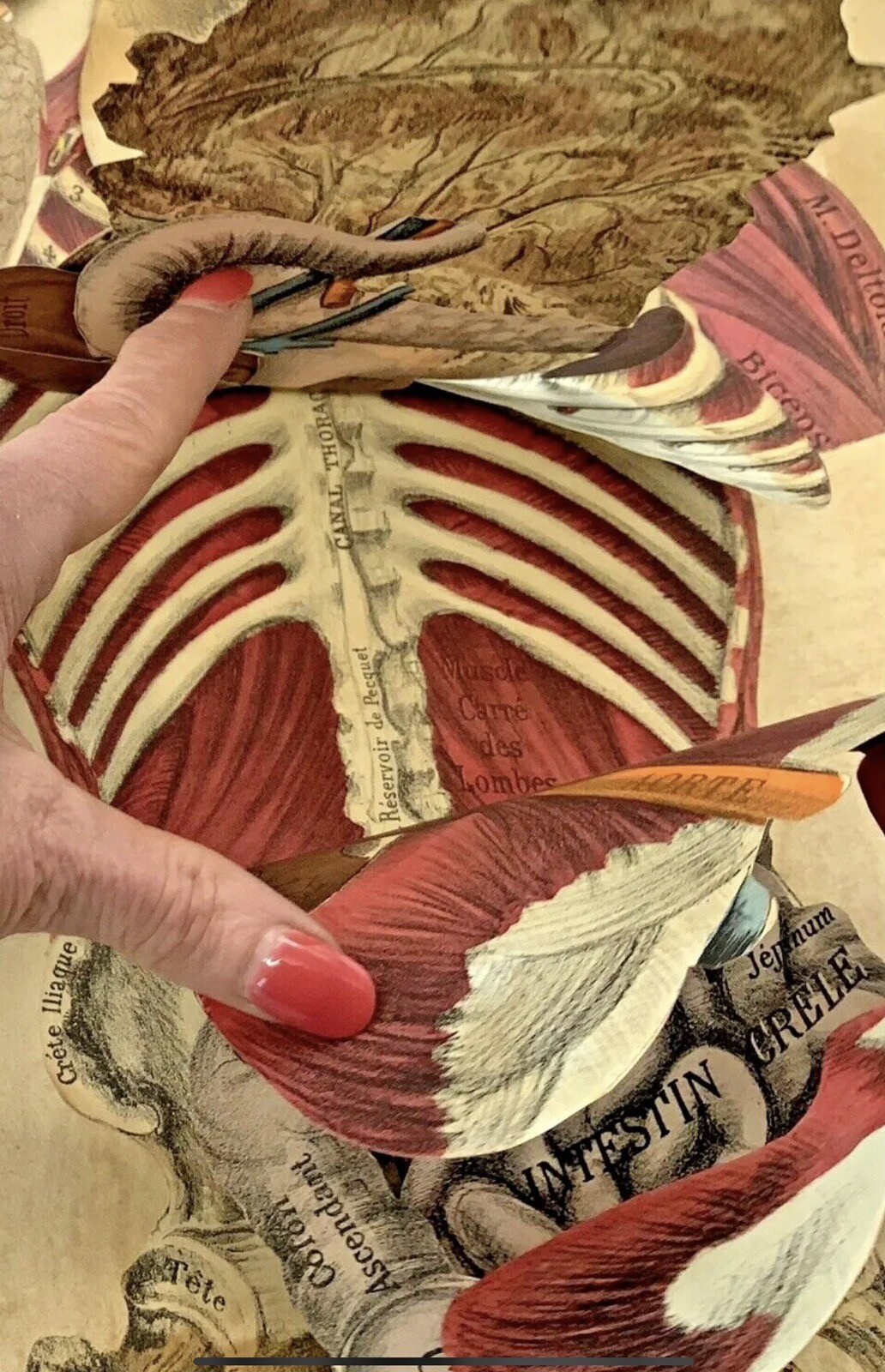 French Medical Human Anatomy Diagram Pop-up Book c 1875, G.J. Witkoski, Rare