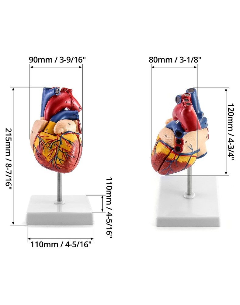 QWORK Human Heart Model, Anatomically Accurate Numbered 2-Part Life Size Hear...