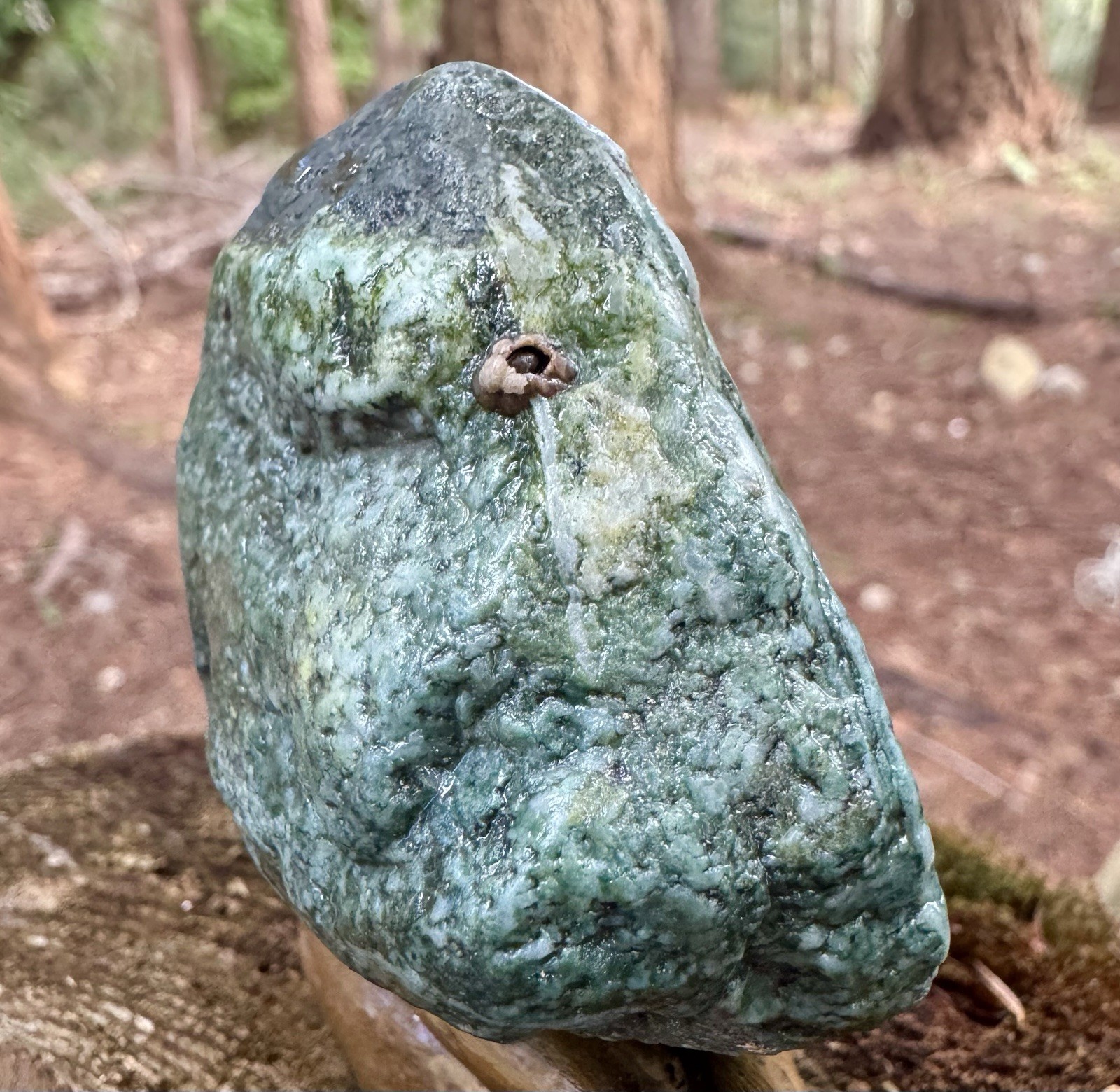 Fossil Fish Teeth & Vertebrae - 192g High-Grade Mineralization - WA ,