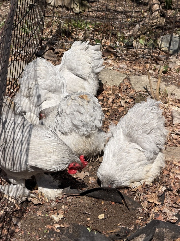 6+ Lavender (Self Blue) Bantam Cochin Hatching Eggs