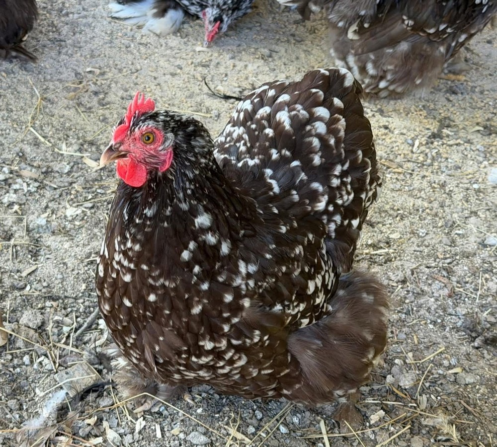 x10+ Chocolate Mottled Bantam Cochin Hatching Eggs