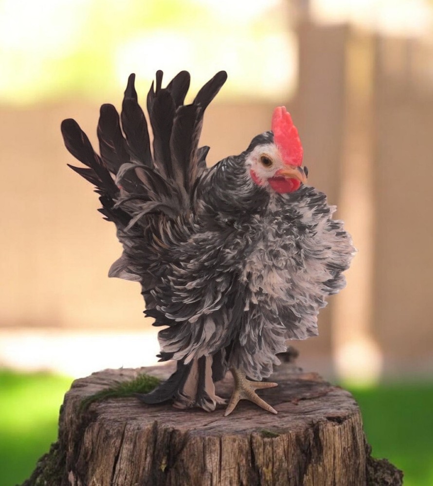 6+ Serama Hatching Eggs. Smooth and frizzle
