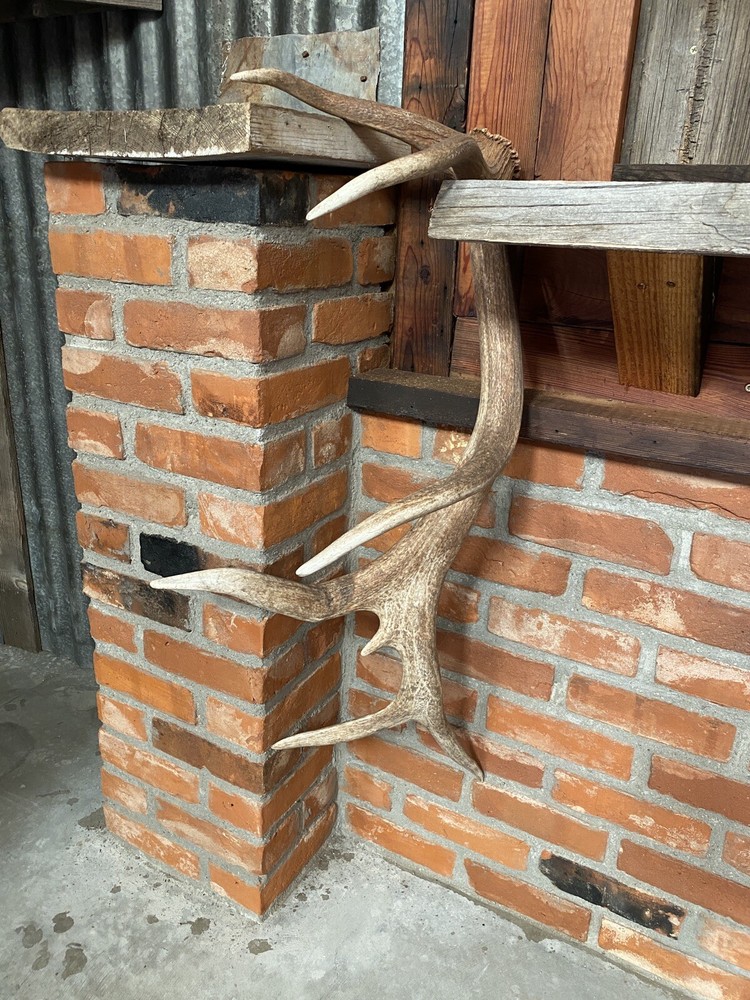 Very Cool Elk Shed ~ Antler