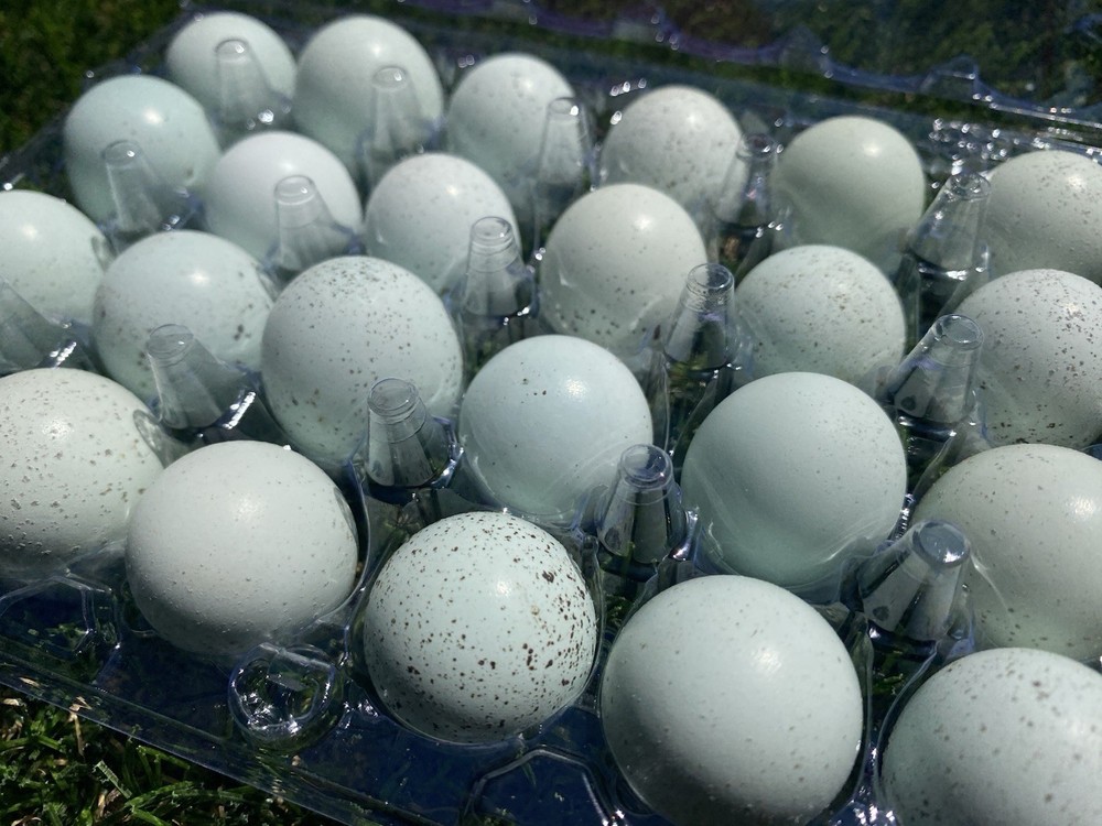 18 Celadon Coturnix Quail Hatching Eggs - Standard Size