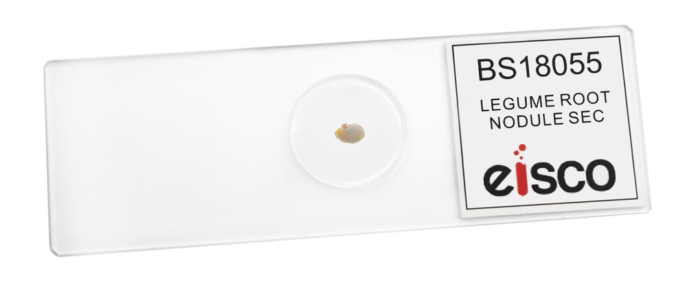 Legume Root Nodule - Prepared Microscope Slide - 75x25mm - Eisco Labs